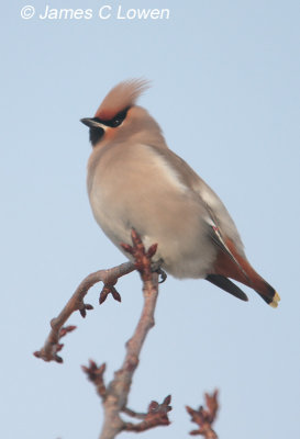 Waxwing