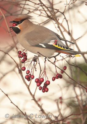 Waxwing