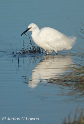 Little Egret