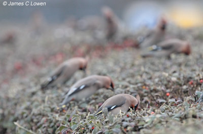 Waxwing
