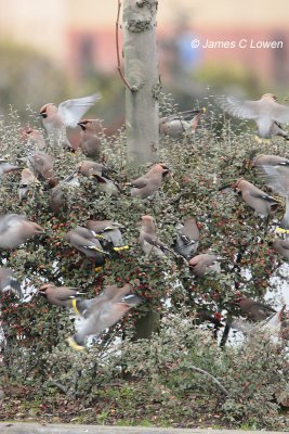Waxwing