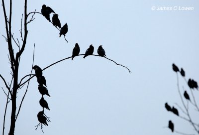 Waxwing