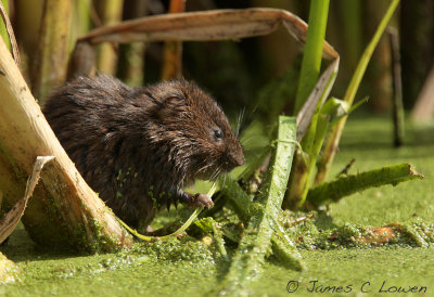 *NEW* Water Vole