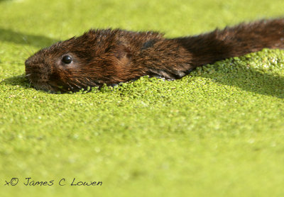 *NEW* Water Vole