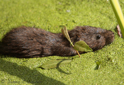 *NEW* Water Vole