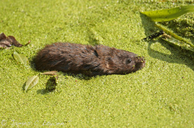 *NEW* Water Vole