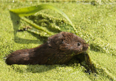 *NEW* Water Vole