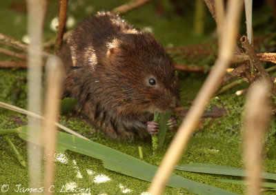 *NEW* Water Vole