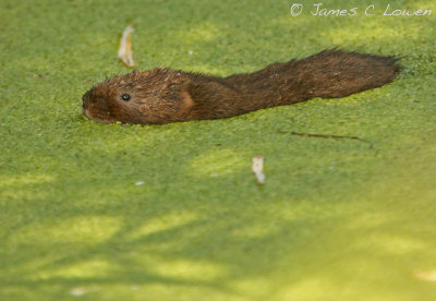 *NEW* Water Vole