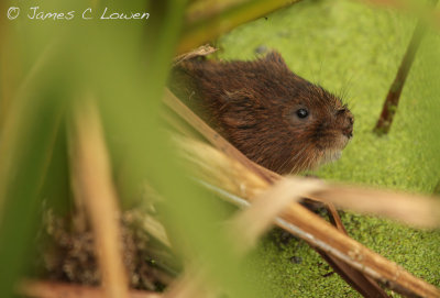 *NEW* Water Vole