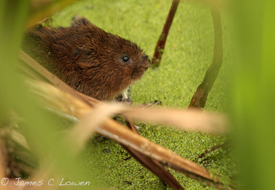 *NEW* Water Vole