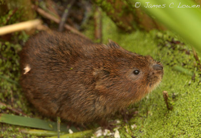 *NEW* Water Vole