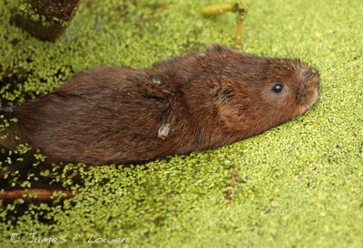 *NEW* Water Vole