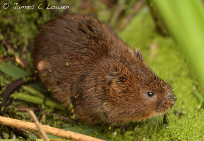 *NEW* Water Vole