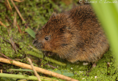 *NEW* Water Vole