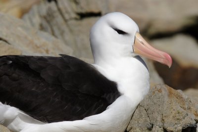 Black-browed Albatross