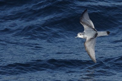 Antarctic Prion