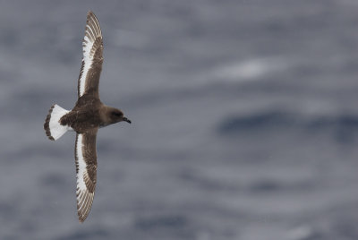 Antarctic Petrel