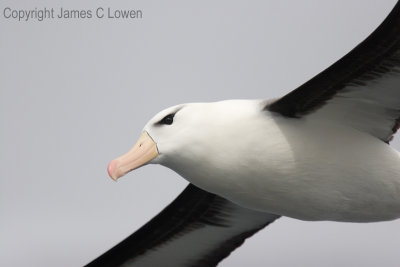 Black-browed Albatross