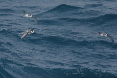 Blue Petrel and Antarctic Prions
