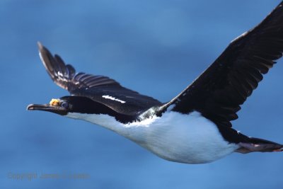 Imperial Cormorant