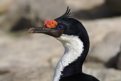Other seabirds