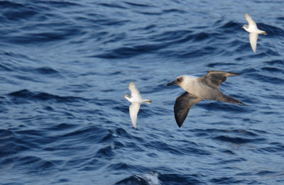 Light-mantled Albatross