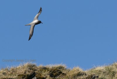 Light-mantled Albatross