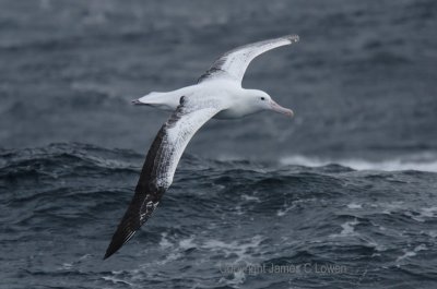 Wandering Albatross