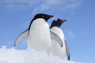 Adelie and Gentoo Penguins (341)