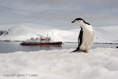 Chinstrap Penguin and Polar Star