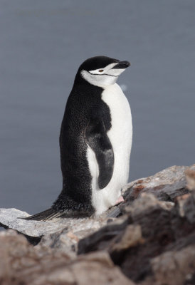 Chinstrap Penguin at Spigot Peak