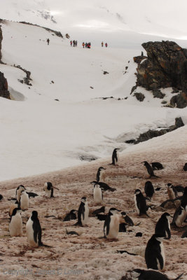 Chinstrap Penguins and hikers