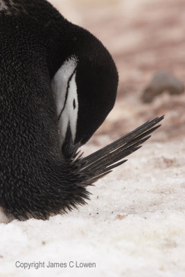 Chinstrap Penguin preening
