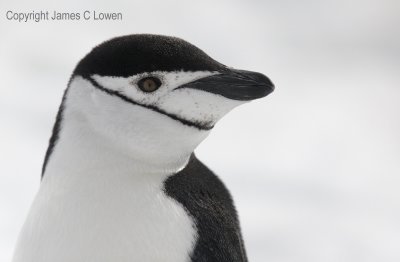 Chinstrap Penguin up close