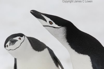Chinstrap Penguins displaying