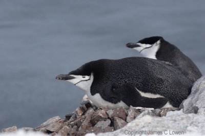 Chinstrap Penguins nesting