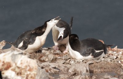 Chinstrap Penguins bickering