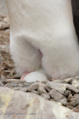 Gentoo Penguin egg (4912)