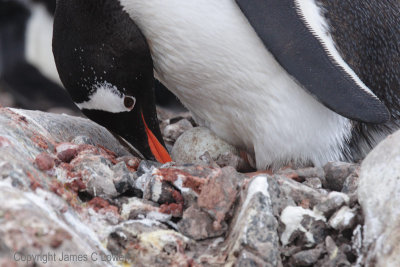 Gentoo Penguin incubating