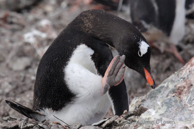 Gentoo Penguin scratching the itch (5336)