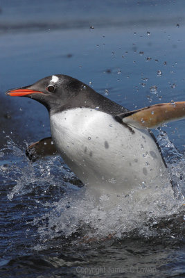 Gentoo Penguins arriving on shore (2548)
