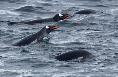 Gentoo Penguins feeding (351)