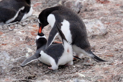 Gentoo Penguins mating (530)