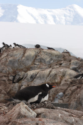 Gentoo Penguin nesting