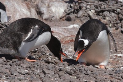 Gentoo Penguins displaying