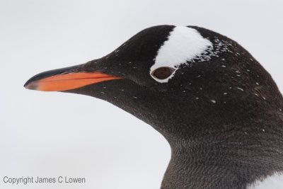 Gentoo Penguin up close (5513)