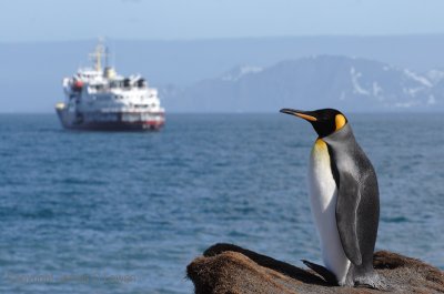 King Penguin and Polar Star