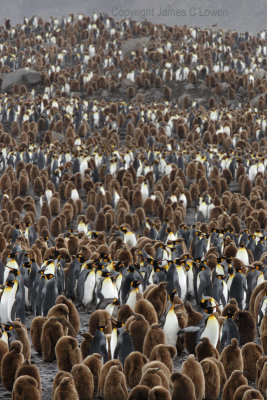 King Penguin colony at St Andrews Bay