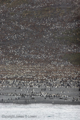 King Penguin colony at Salisbury Plain